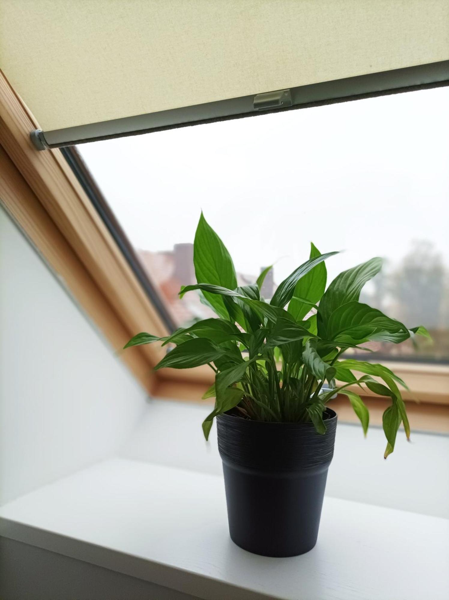 Pokoje Pod Palacem Koszecin Habitación foto